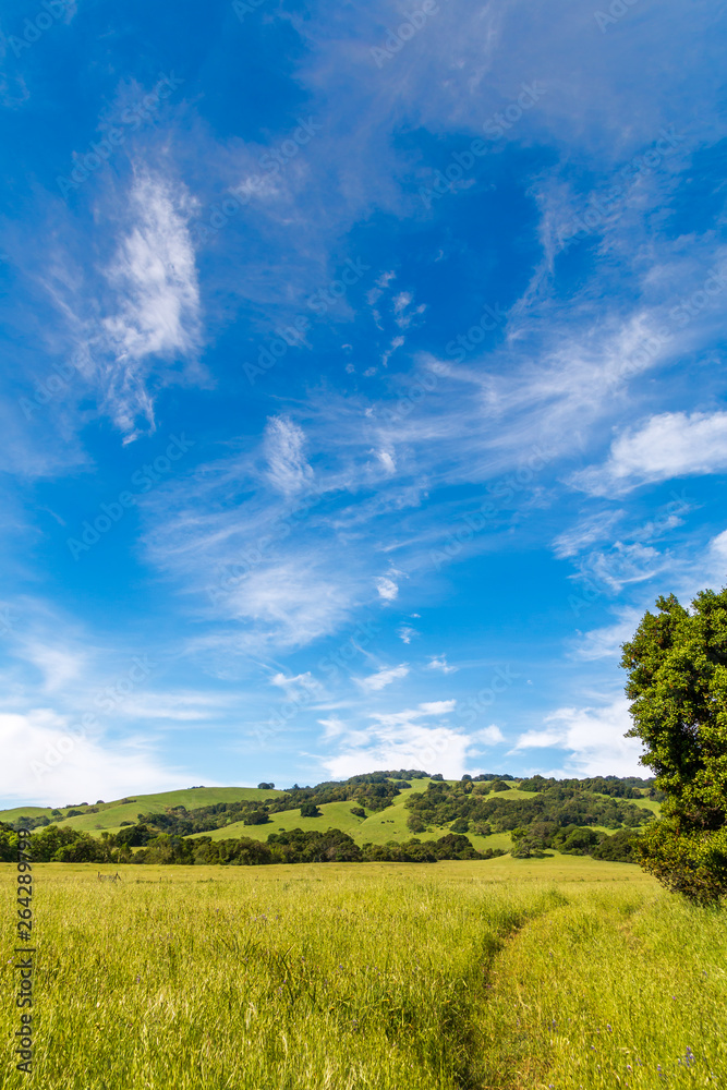 A spring time grassland with a path way in the middle is seen with a large green tree on the right. A hill and blue sky is in the background. Large wispy clouds are in the blue sky. A vertical image A spring time grassland with a path way in the middle is seen with a large green tree on the right. A hill and blue sky is in the background. Large wispy clouds are in the blue sky. A vertical image