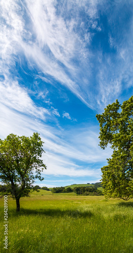 A vertical panoramic of a spring time grassland is seen between two trees. A blue sky with beautiful wispy clouds are seen above the field of grass. Vertical image.
