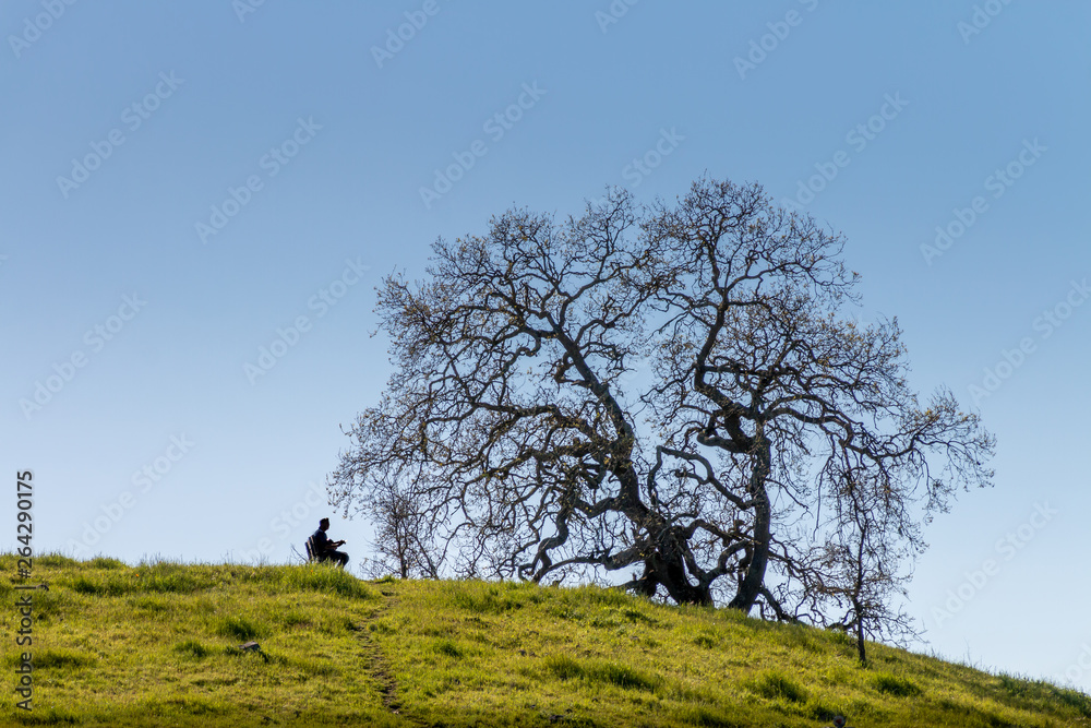 A bare valley oak tree stands on the top of a hill silhouetted against a fading blue sky. A silhouetted person is sitting on a bench playing a guitar. The hill is green and rough. A bare valley oak tree stands on the top of a hill silhouetted against a fading blue sky. A silhouetted person is sitting on a bench playing a guitar. The hill is green and rough.