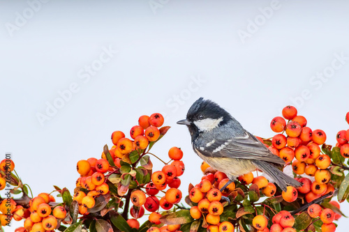 Cute bird. White snow background. Bird: Coal Tit. Periparus ater. Plant: Pyracantha coccinea Scarlet firethorn photo