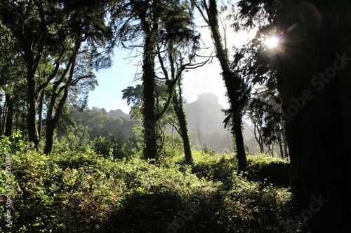 Leafy forest with colossal trees in Sintra Mountains