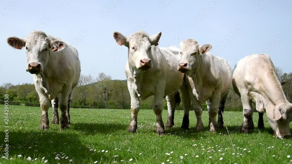 Charolais cows in the field in Burgundy (France) Charolais cows in the field in Burgundy (France)