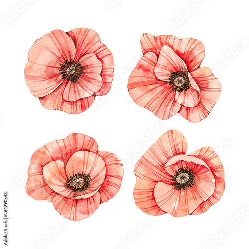 Watercolor botanical illustrations. Fresh red poppy blossom. Wild flowers collection. Perfect for wedding invitations  cards  prints  posters  packing.