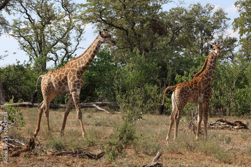 Giraffe / Giraffe / Giraffa Camelopardalis