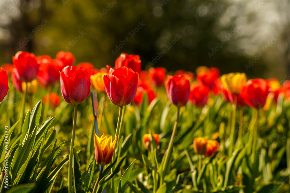 tulip field