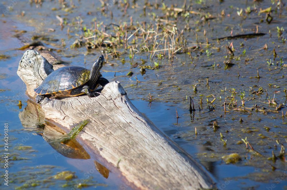 River Cooter Turtle River Cooter Turtle