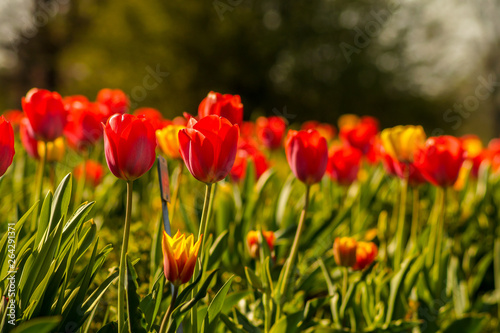tulip field © vartzbed