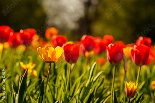 tulip field