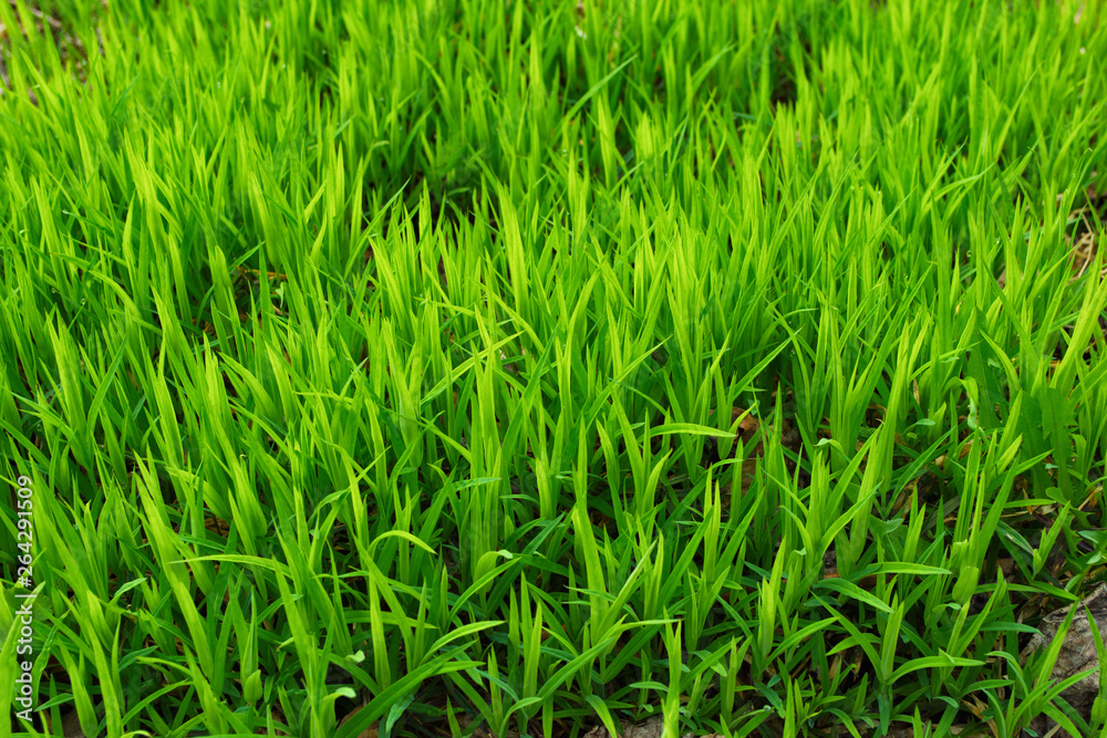 Fresh green grass background. Closeup soft focus texture.