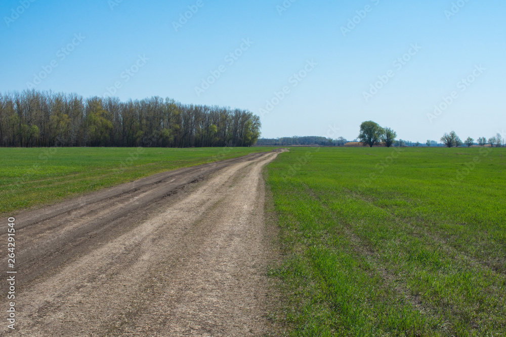 Dirt road passing through a green field. Road to the field. The road passing between the trees.