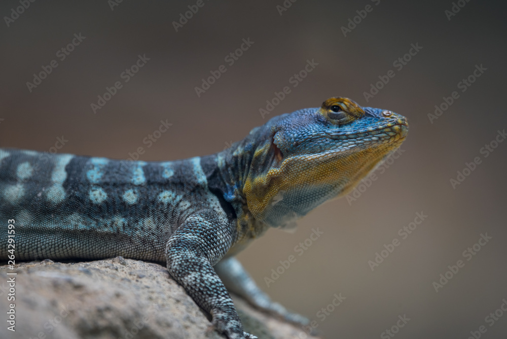 Blue with yellow lizard on a rock close up Blue with yellow lizard on a rock close up