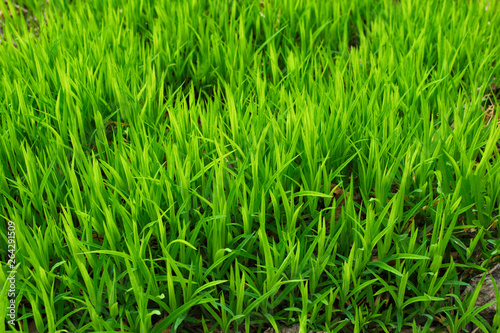 Fresh green grass background. Closeup soft focus texture.