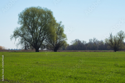 Trees in field. Trees in a farmers field on the banks of a river.