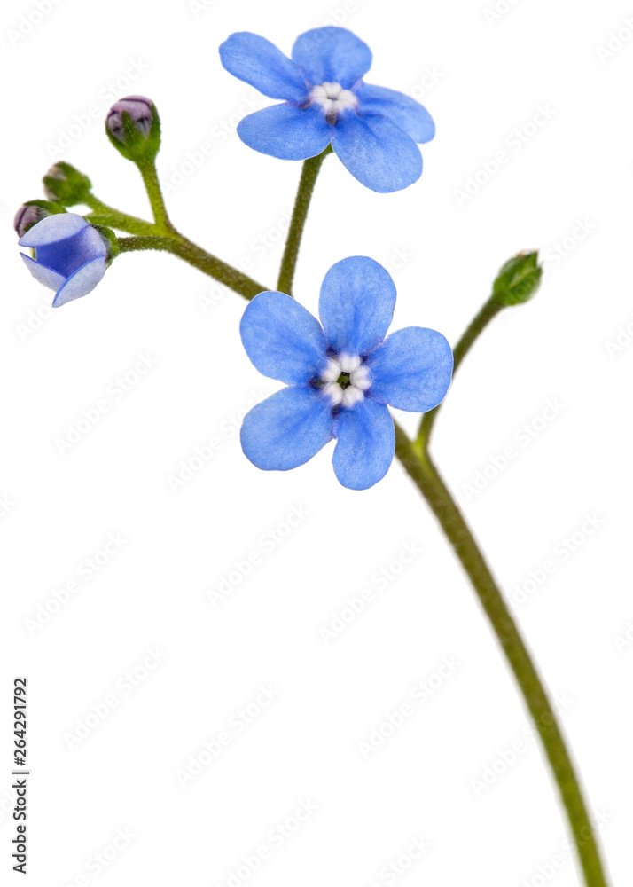 Blue flower of brunnera, forget-me-not, myosotis, isolated on a white background Blue flower of brunnera, forget-me-not, myosotis, isolated on a white background