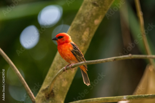 Red fody bird from Madagascar © S J Lievano