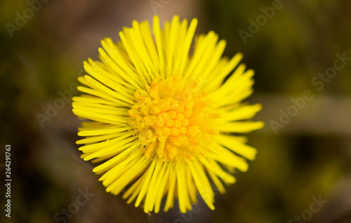 Spring  lonely  yellow dandelion