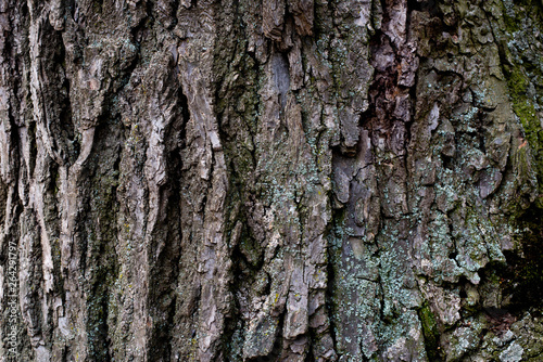 The bark of an old tree