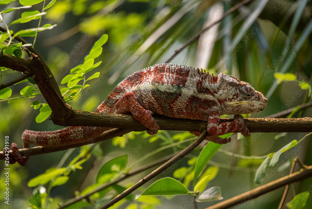 Chameleon with red white stripes on a tree Chameleon with red white stripes on a tree