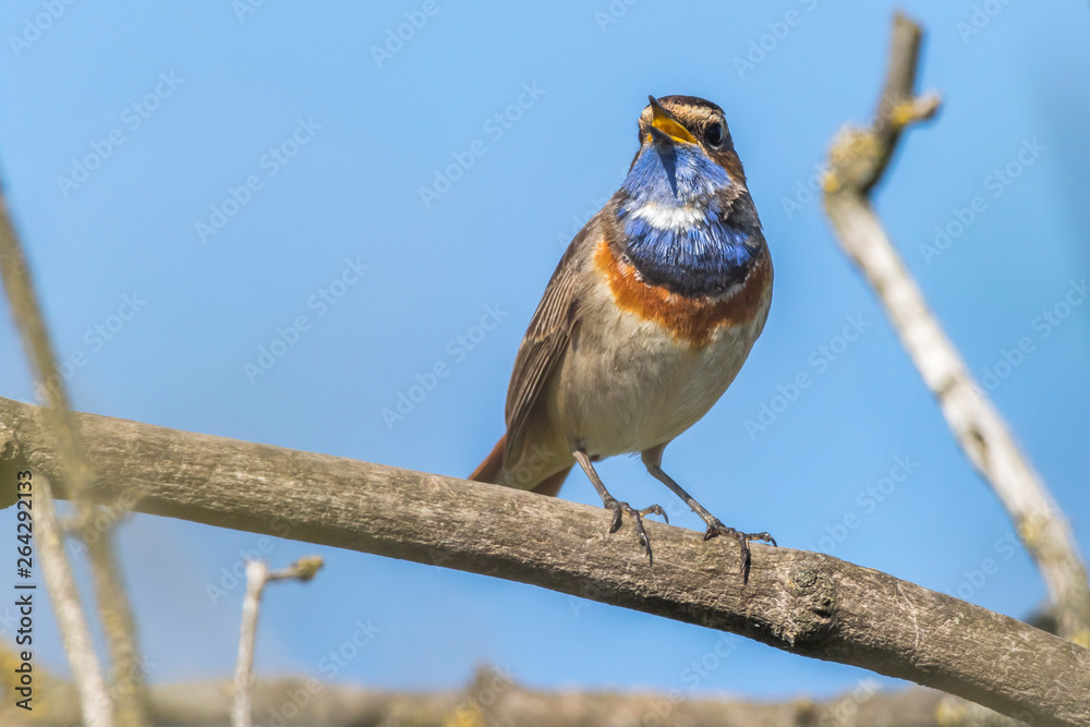 White-spotted bluethroat (Luscinia svecica)