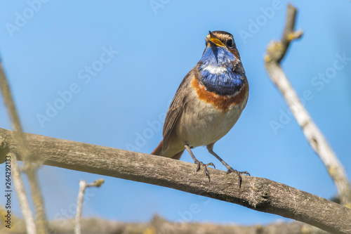Obraz na płótnie White-spotted bluethroat (Luscinia svecica) w salonie
