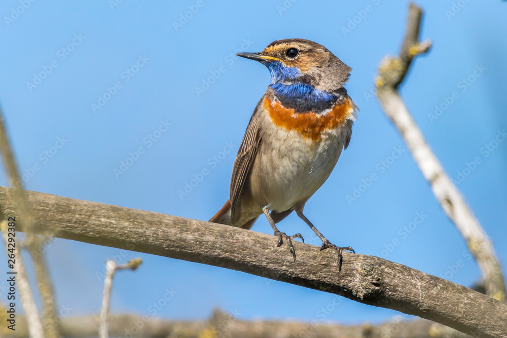 White-spotted bluethroat (Luscinia svecica) White-spotted bluethroat (Luscinia svecica)