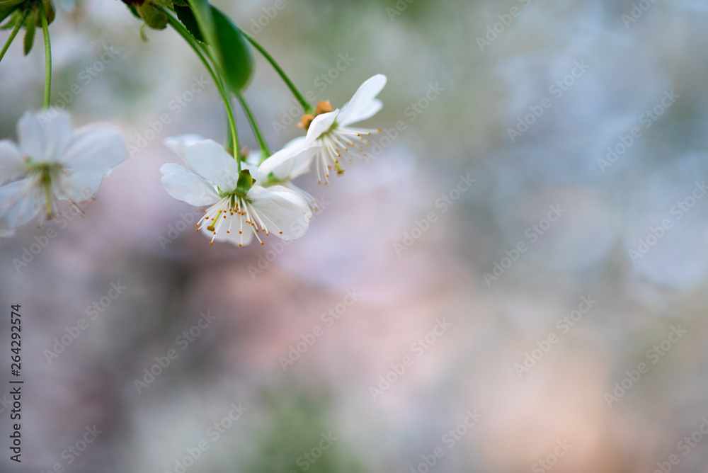 white cherry flowers on a branch close up white cherry flowers on a branch close up