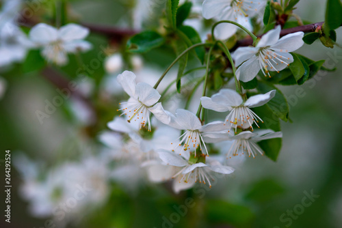 white cherry flowers on a branch close up