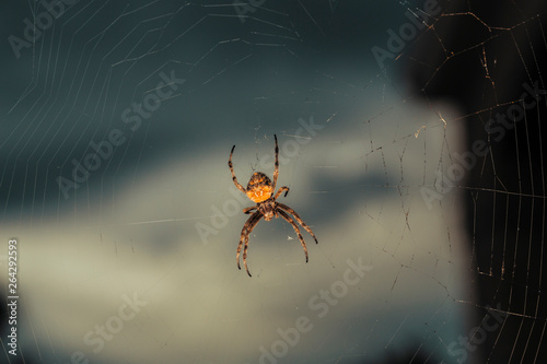 Spider waiting in their web for some food to drop by.