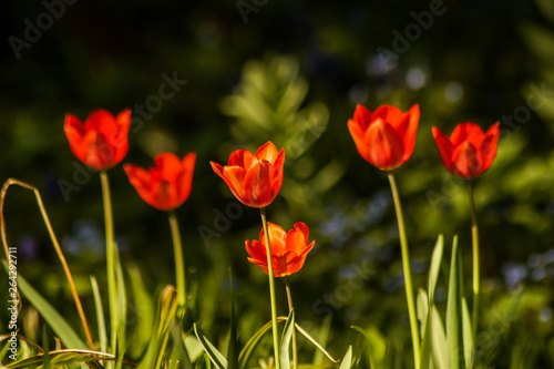 colorful tulip