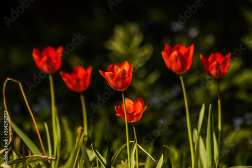 colorful tulip © vartzbed