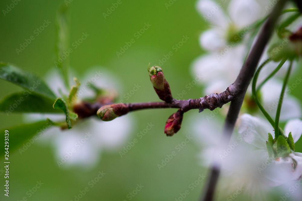 white cherry flowers on a branch close up white cherry flowers on a branch close up