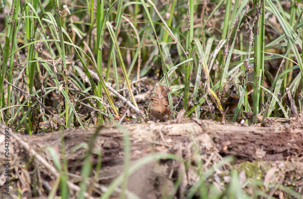 House Wren