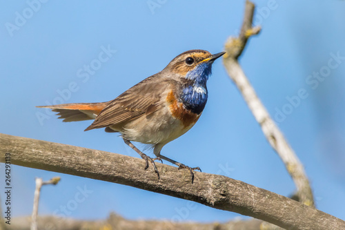 Obraz na płótnie White-spotted bluethroat (Luscinia svecica) w salonie