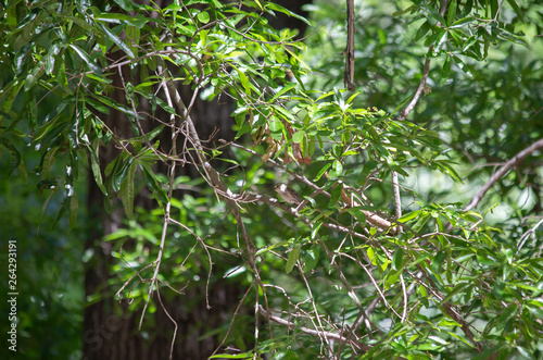 Marsh Wren in a Forest