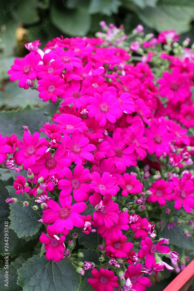 pink flowers in the garden pink flowers in the garden