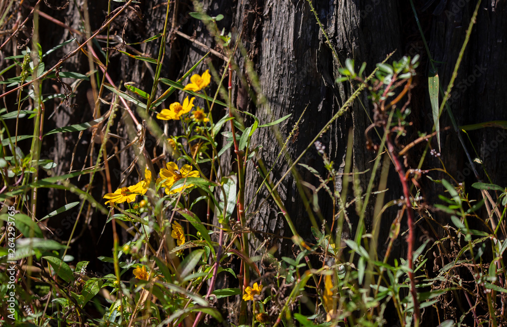 Obraz premium Honey Bee