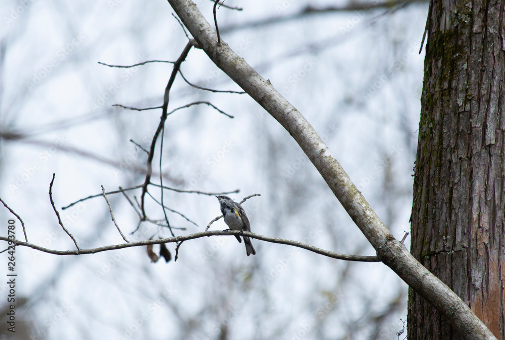 Yellow-Rumped Warbler Yellow-Rumped Warbler