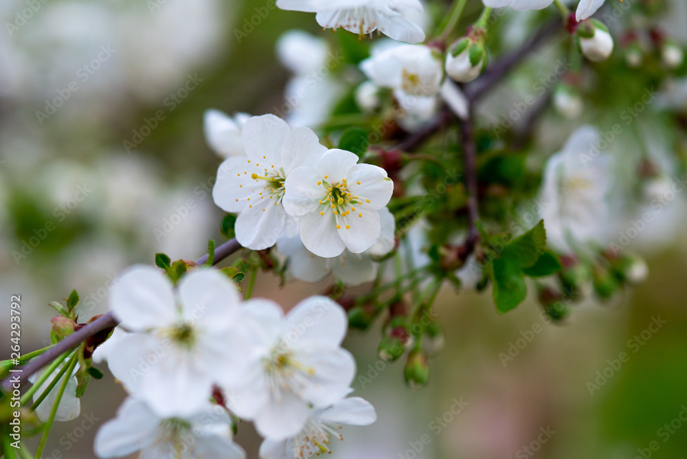 white cherry flowers on a branch close up white cherry flowers on a branch close up