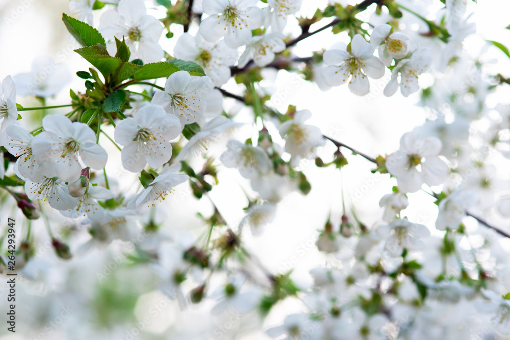 white cherry flowers on a branch close up white cherry flowers on a branch close up