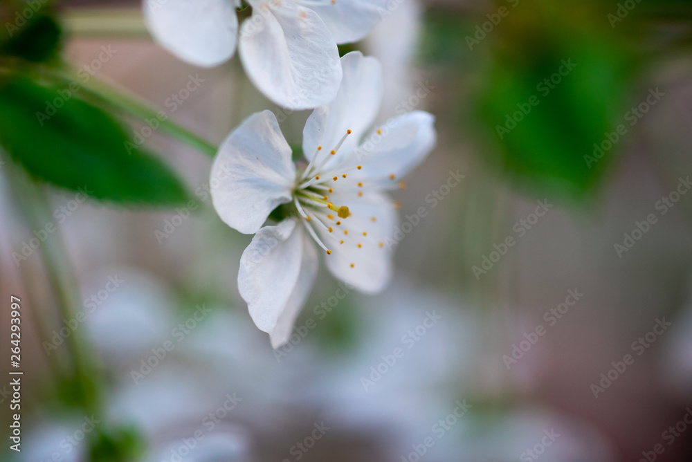 white cherry flowers on a branch close up white cherry flowers on a branch close up