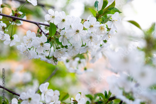 white cherry flowers on a branch close up