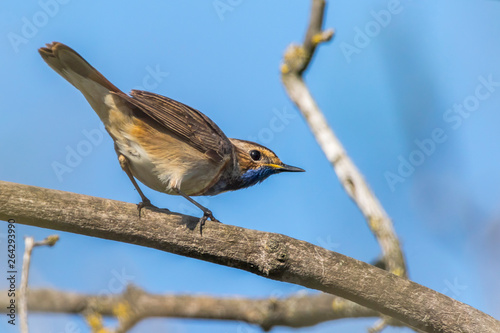Obraz na płótnie White-spotted bluethroat (Luscinia svecica) w salonie