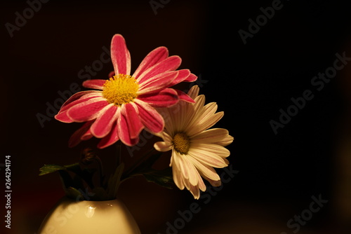 Rote u weiße Margariten in gelber Vase photo