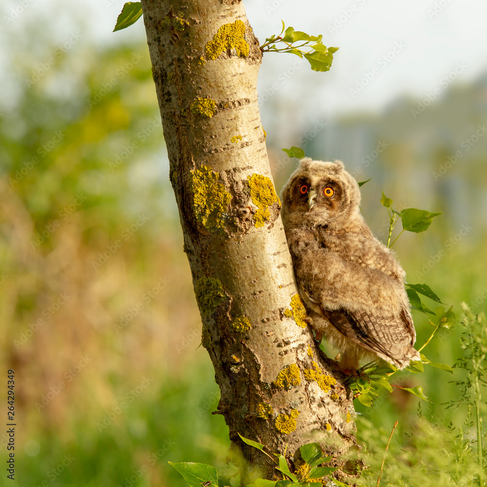 Fototapeta premium Ein Waldohreulen Pullus klettert an einem Baum hoch