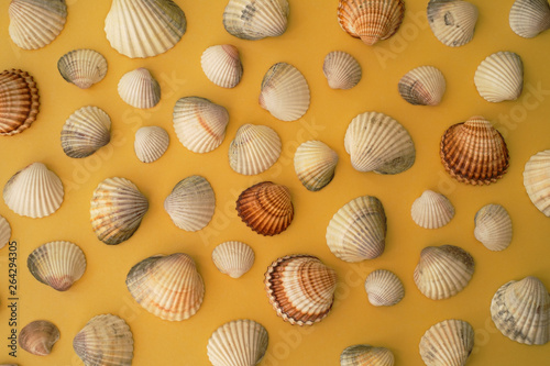 Photo of sea shells. Yellow background. Summer concept.