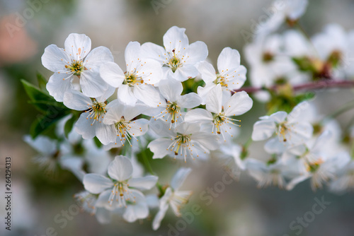 white cherry flowers on a branch close up