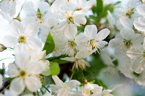 white cherry flowers on a branch close up