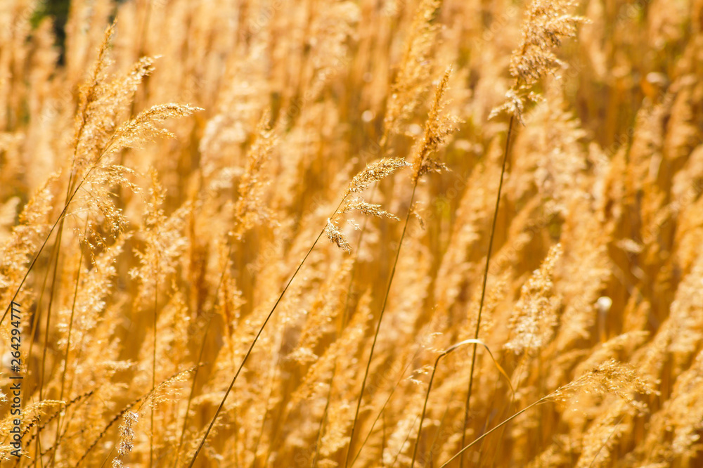 Fototapeta premium dry water reed