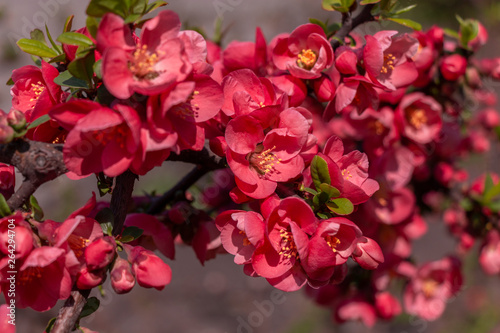 Bush with red flowers