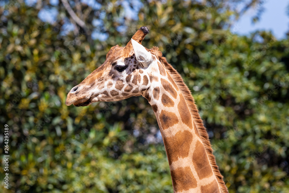 Giraffe hanging out in the sun. Giraffe hanging out in the sun.